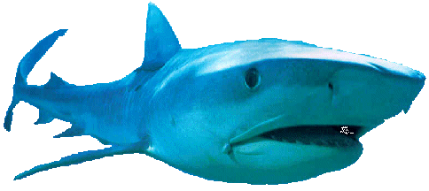 Shark2.gif (37537 bytes)